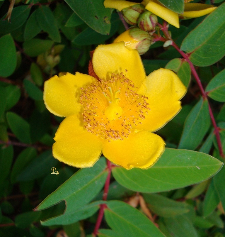 DSC09103-dz.jpg