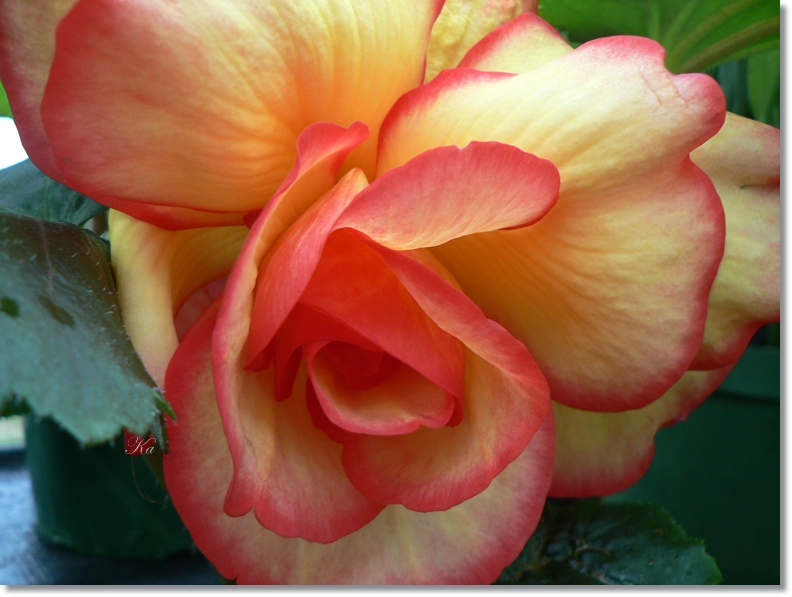 flowers 24-01-13 176.jpg