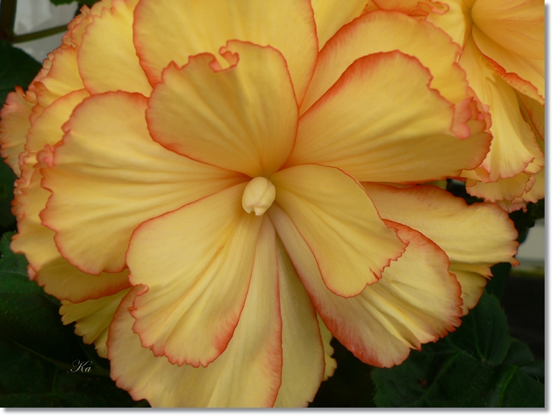 flowers 24-01-13 315.jpg