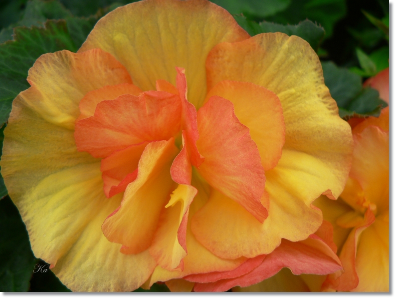 flowers 24-01-13 138.jpg