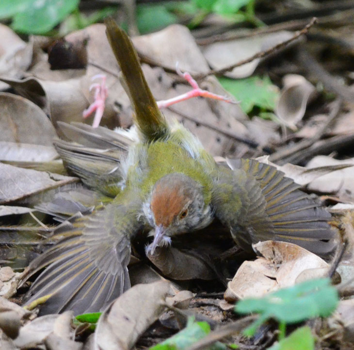 DSC_0236.jpg