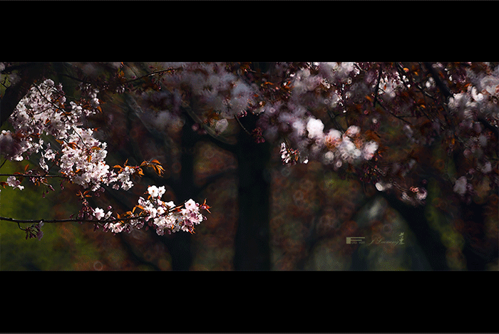 fDSC_3757a.gif