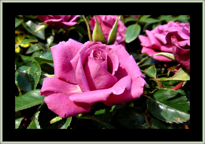 DSC00004.jpg