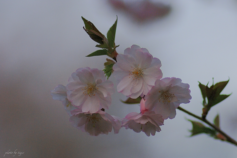 untitled.0013sen.jpg