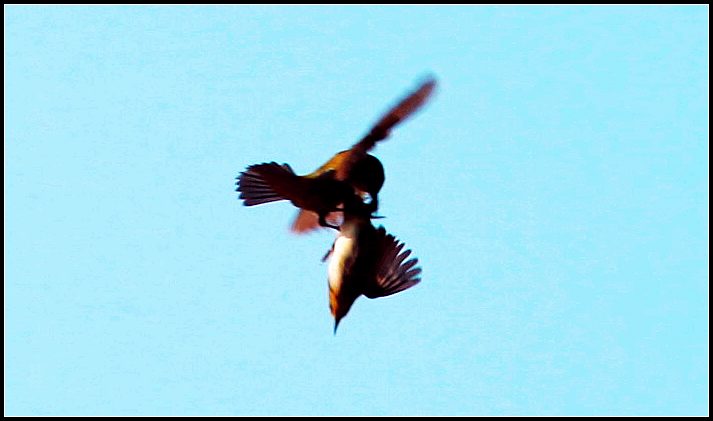 IMG_6604.jpg