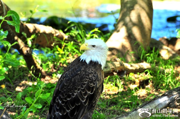 DSC_6705_01_����.jpg