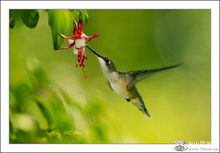 DSC_5057C.jpg