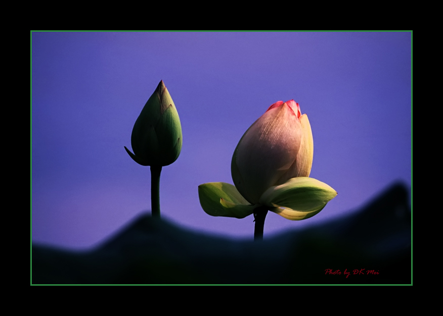 Blooming Lotus.jpg