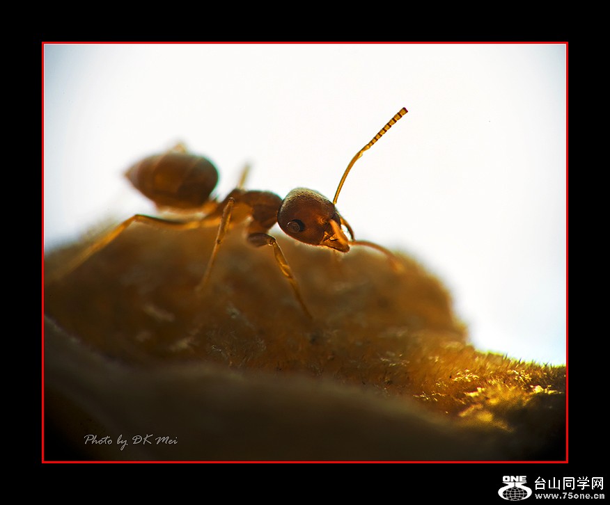 DSC_9008C1.jpg