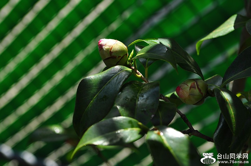 DSC_0678_.jpg