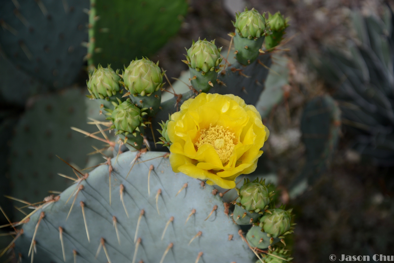 DSC_2411 (1280x854).jpg