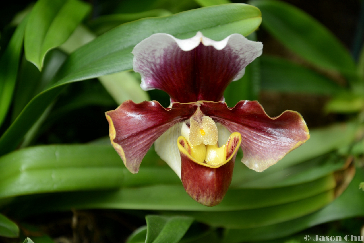 DSC_2471 (1280x854).jpg