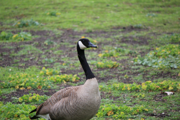 Canon&#39;s T2i 126.JPG