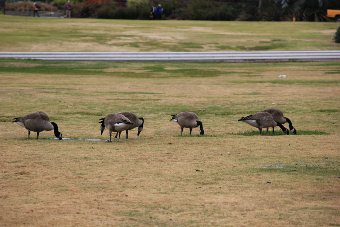 Canon&#39;s T2i 128.JPG