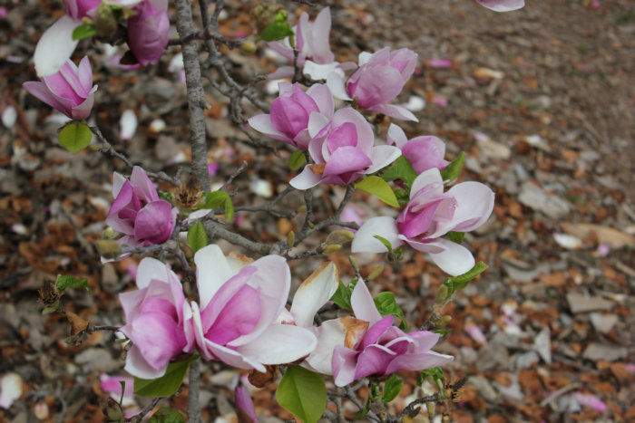 Canon&#39;s T2i 236.JPG