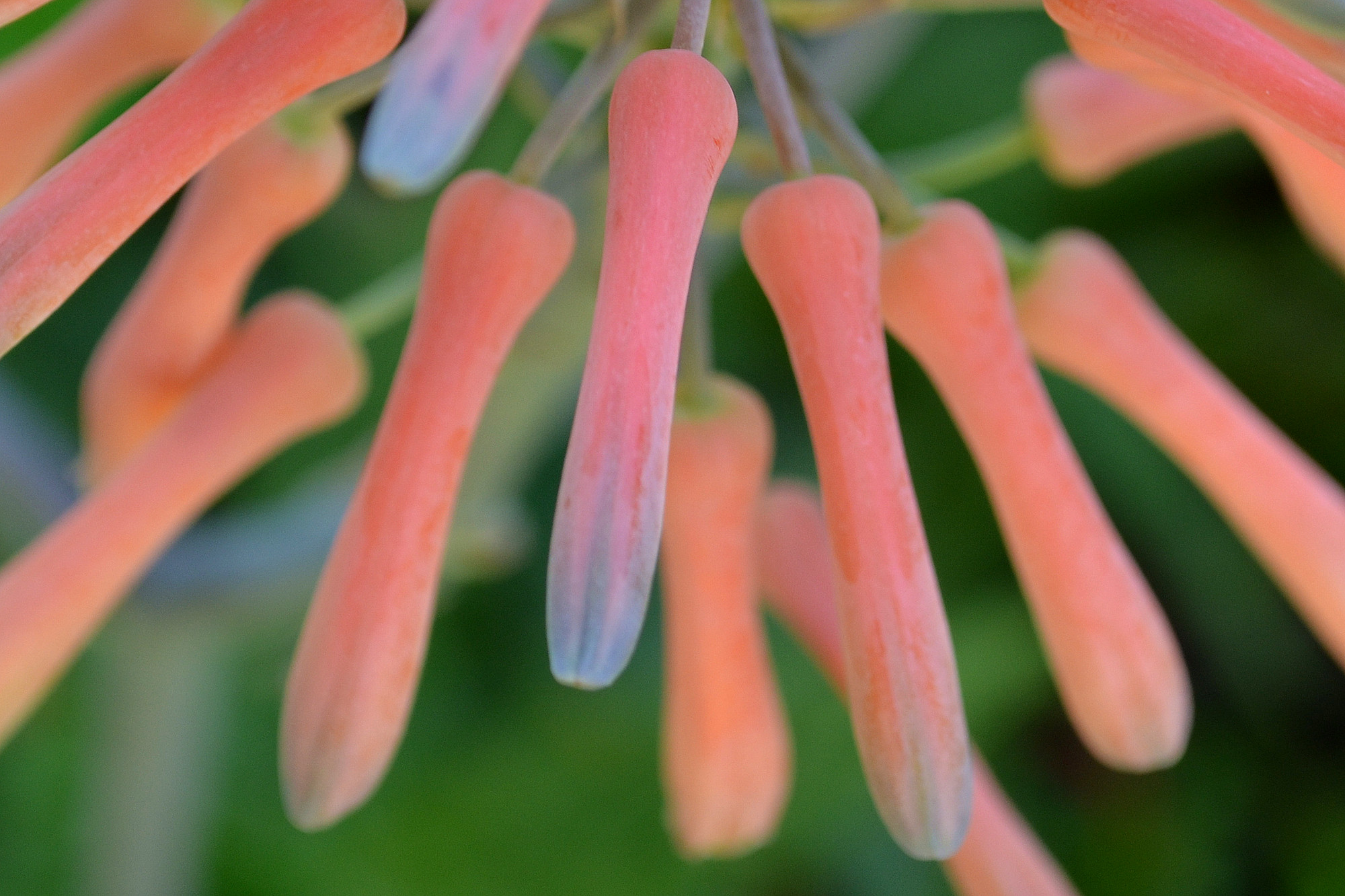 dsc_0098_7.jpg