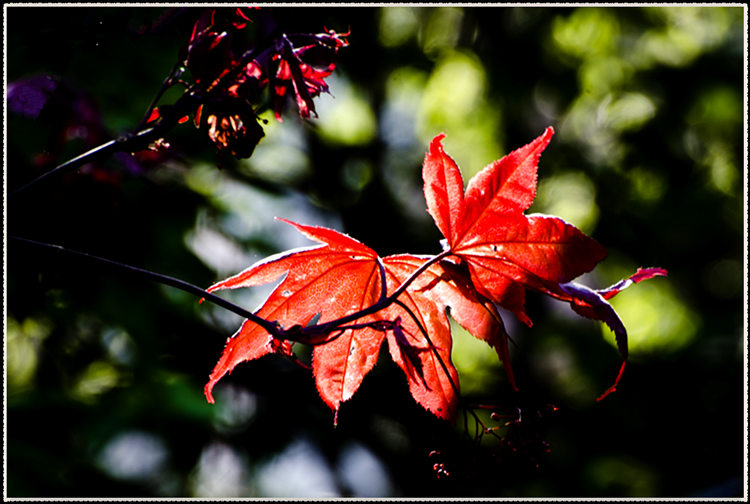 _DSC9272.jpg