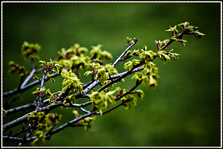 _DSC8077.jpg