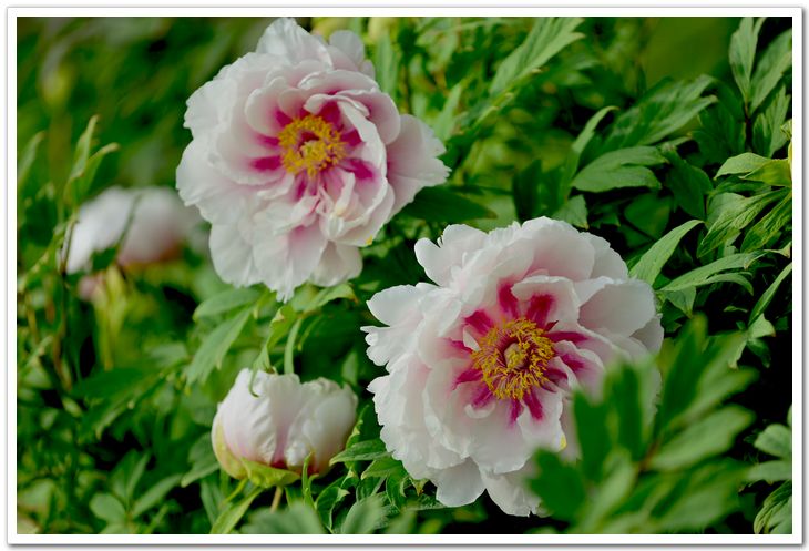 nEO_IMG_DSC_3786.jpg