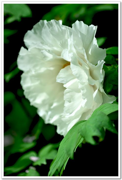 nEO_IMG_DSC_3755.jpg
