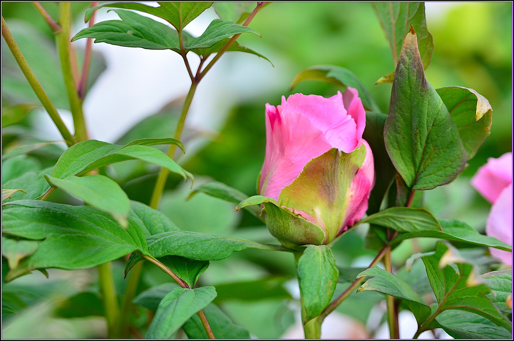 DSC_1125.jpg