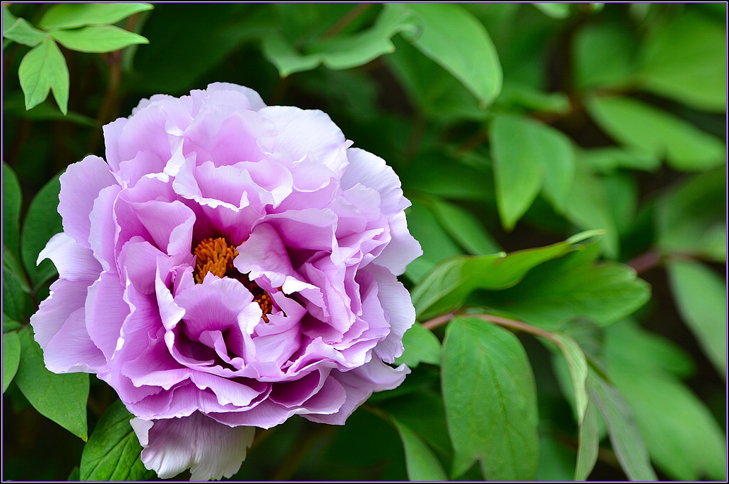 DSC_1211.jpg