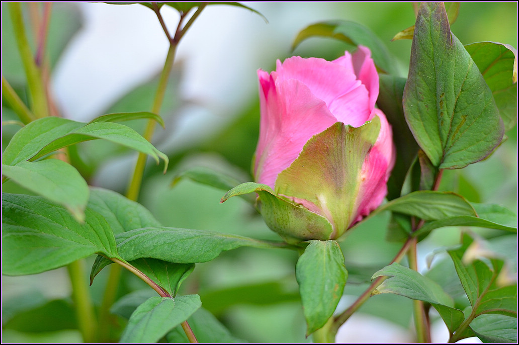 DSC_1123.jpg