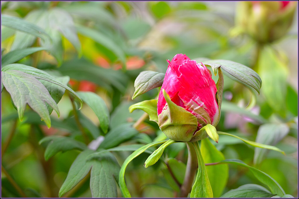 DSC_1111.jpg