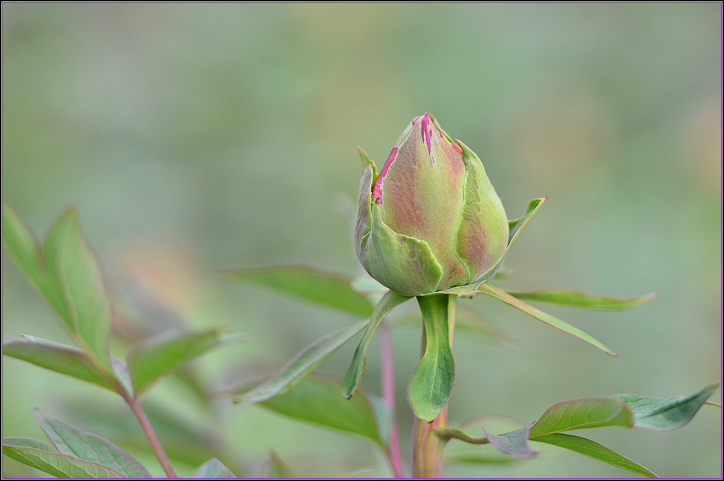 DSC_1133.jpg