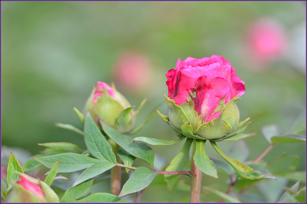 DSC_1135.jpg