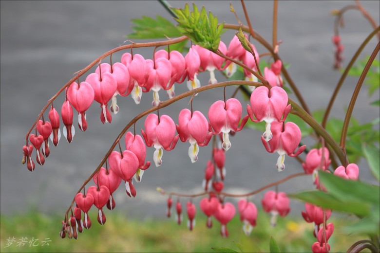 conew_2Ƭ 011.jpg