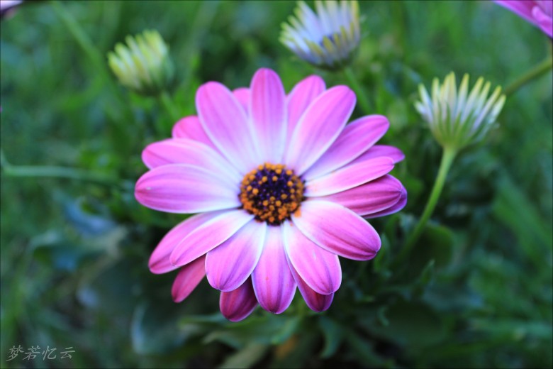 conew_2Ƭ 029.jpg