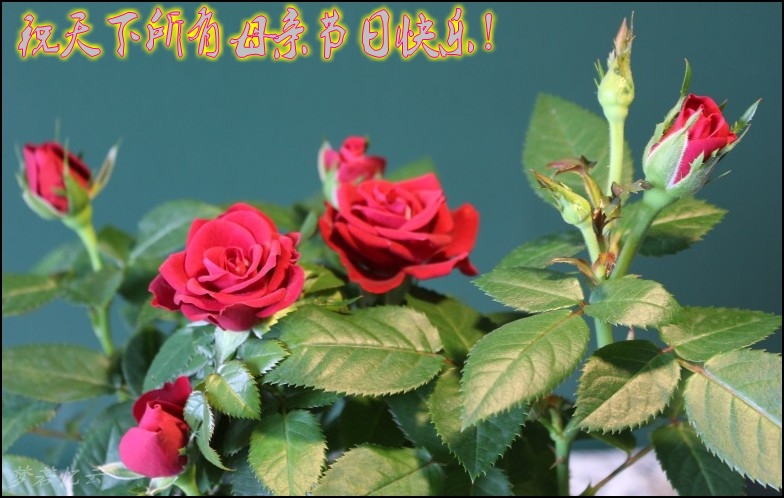 conew_2Ƭ 023_conew1-1.jpg1.jpg