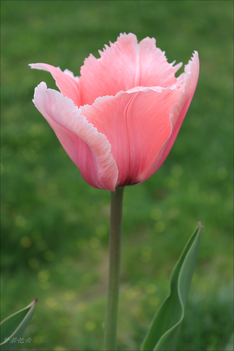 conew_2Ƭ 021-1.jpg