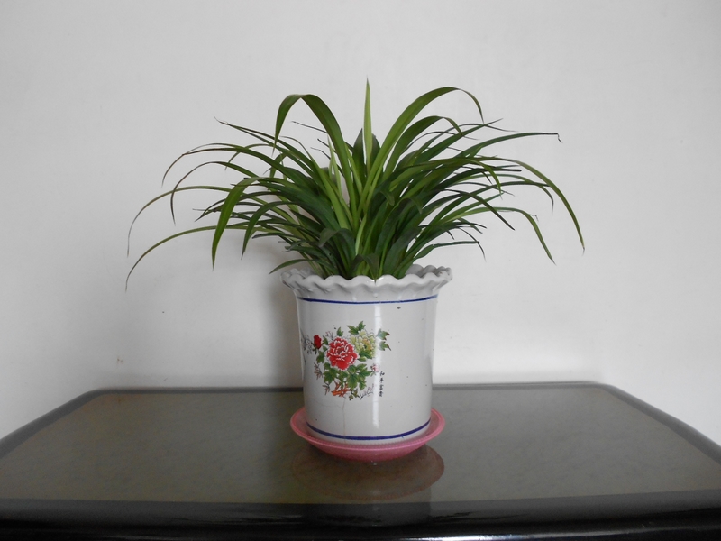 DSCN0597.JPG