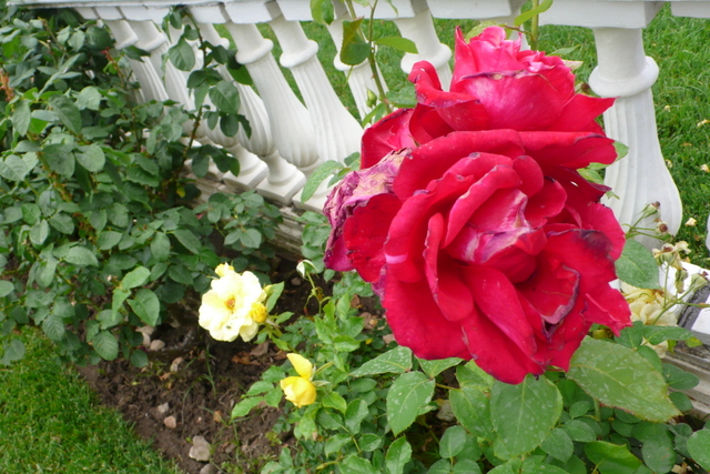 P1260170-001.JPG