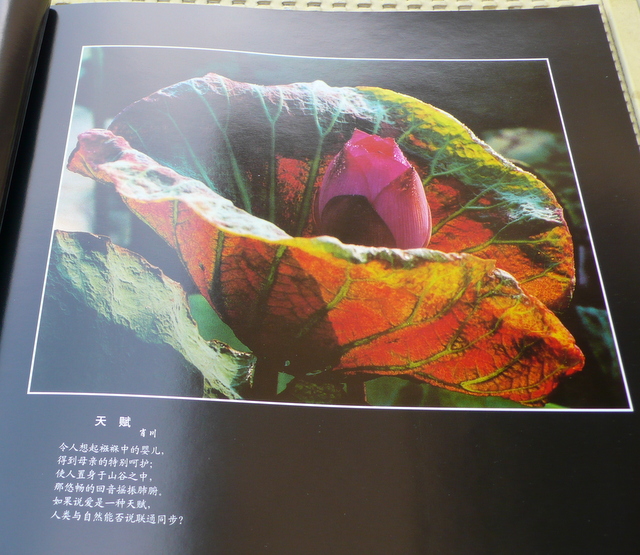 P1260117.JPG