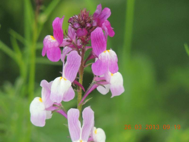flower 1883_.jpg