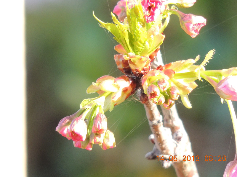 flower 350_.jpg