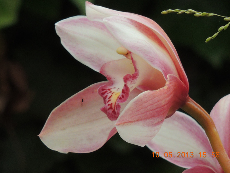 flower 302_.jpg