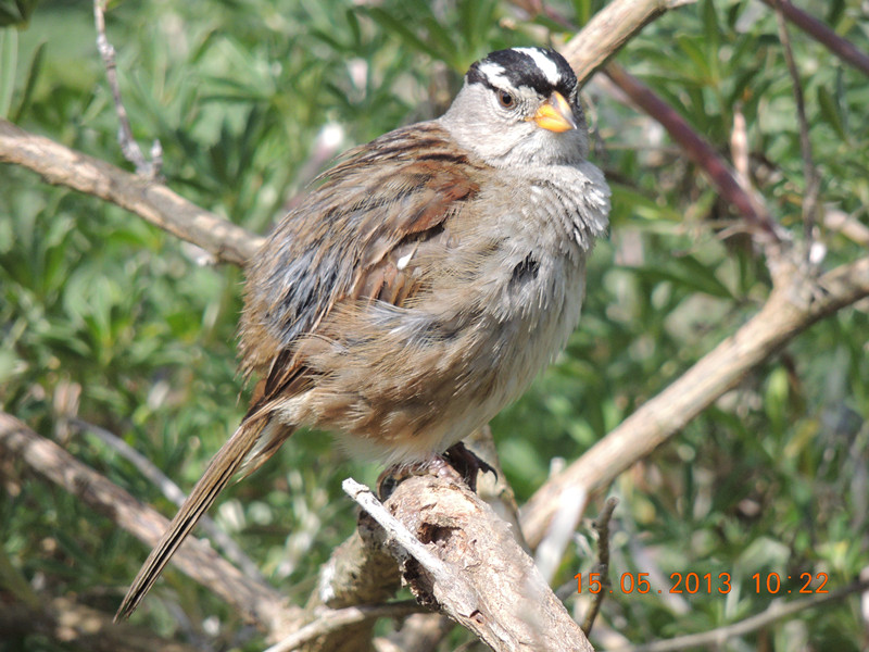 bird 2288_.jpg