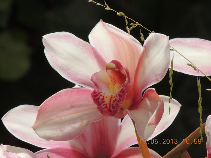 flower 377_.jpg