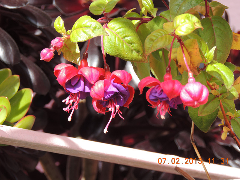 flower 293_.jpg