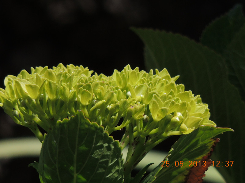 flower 398_.jpg