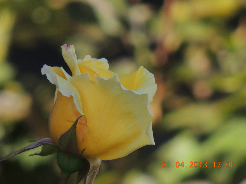 flower 3226_.jpg