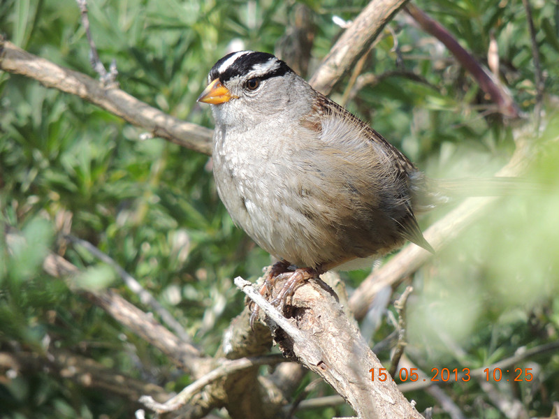 bird 2341_.jpg