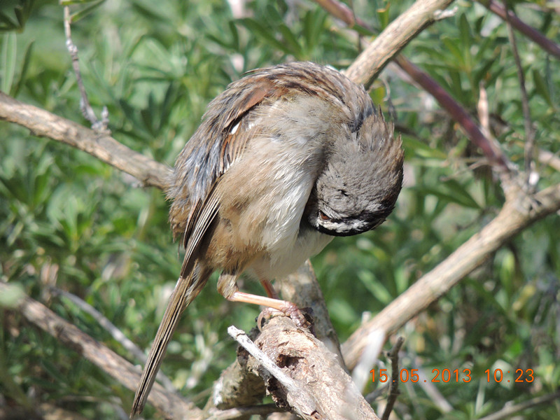 bird 2309_.jpg