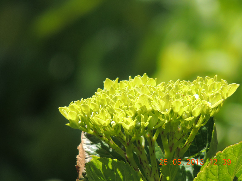 flower 405_.jpg
