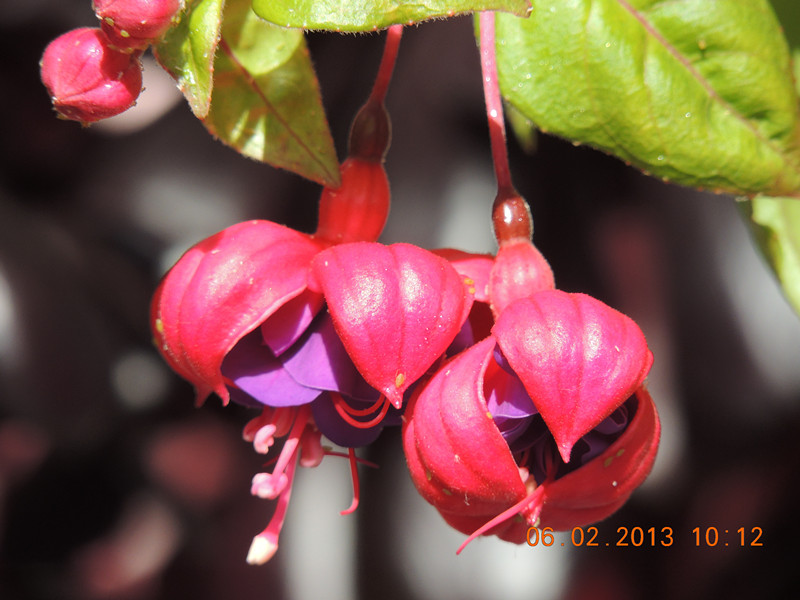 flower 279_.jpg