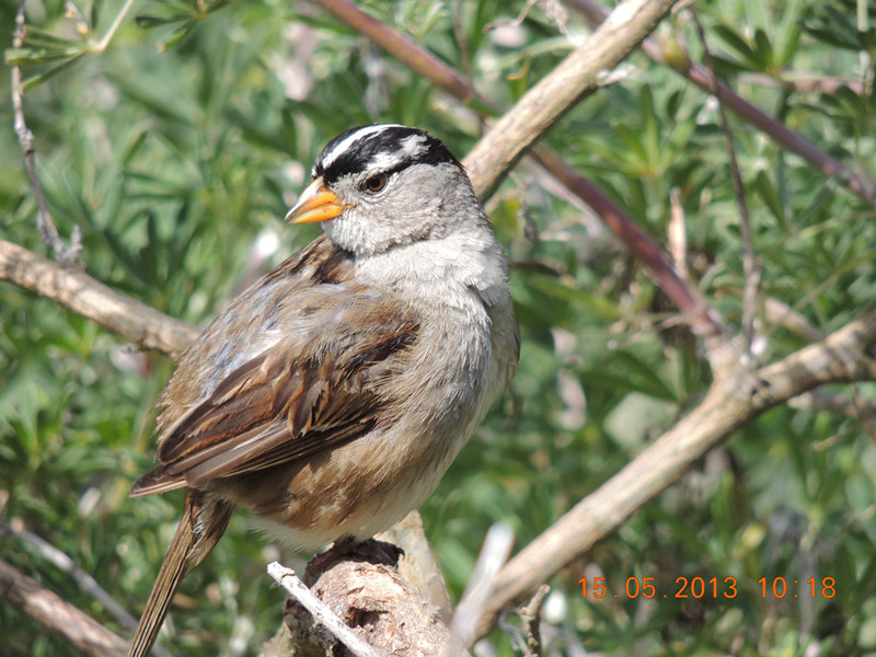 bird 2256_.jpg